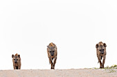 Tüpfelhyäne (Crocuta crocuta), Kgalagadi Transfrontier Park, Nordkap, Südafrika, Afrika