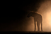 Spotted hyena (Crocuta crocuta) at night, Shompole, Kenya, East Africa, Africa