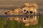 Lions (Panthera leo) on buffalo kill, Chobe National Park, Botswana, Africa