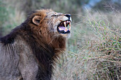 Löwe (Panthera leo) zeigt Flehmen-Fratze, Zimanga private game reserve, KwaZulu-Natal, Südafrika, Afrika