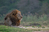 Löwe (Panthera leo), Zimanga privates Wildreservat, KwaZulu-Natal, Südafrika, Afrika