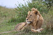 Lion (Panthera leo), Masai Mara, Kenya, East Africa, Africa