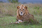 Lion (Panthera leo), Masai Mara, Kenya, East Africa, Africa