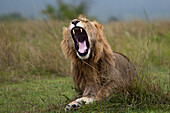 Löwe (Panthera leo) gähnt, Masai Mara, Kenia, Ostafrika, Afrika