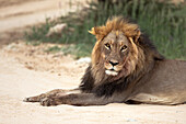 Löwe (Panthera leo), Kgalagadi Transfrontier Park, Nordkap, Südafrika, Afrika