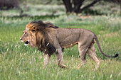 Lion (Panthera leo), Kgalagadi Transfrontier Park, Northern Cape, South Africa, Africa