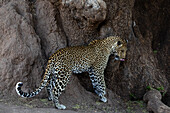 Leopard (Panthera pardus), Mashatu-Wildreservat, Botsuana, Afrika