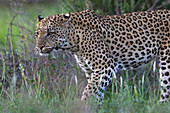 Leopard (Panthera pardus), männlich, Kgalagadi Transfrontier Park, Nordkap, Südafrika, Afrika