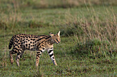 Serval (Leptailurus serval), Masai Mara, Kenia, Ostafrika, Afrika