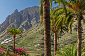 Valley of Agaete, Barranco de Agaete, Agaete, Gran Canaria, Canary Islands, Spain, Atlantic, Europe