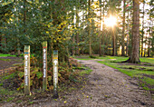 Bolderwood trails in the New Forest National Park, Hampshire, England, United Kingdom, Europe