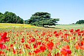 Ein Baum in einem Mohnblumenfeld in Kent, England, Vereinigtes Königreich, Europa