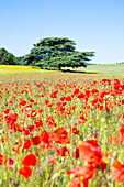 Ein Baum in einem Mohnblumenfeld in Kent, England, Vereinigtes Königreich, Europa