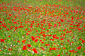 Ein Mohnblumenfeld in Kent, England, Vereinigtes Königreich, Europa