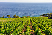 Vineyard on the hillside by the sea in the area around Sveta Nedjelja, south part of Hvar island, Croatia, Southeast Europe