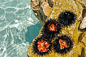 Sea urchins just caught and opened showing the edible cores (uni), Perna inlet, Palmizana, St Clement island, Hell's Islands (Pakleni), Hvar city, Hvar island, Croatia, Southeast Europe