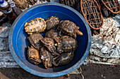 Schildkröten zu verkaufen, Markt, Mbandaka, Provinz Equateur, Demokratische Republik Kongo, Afrika