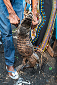 Lebende Krokodile zum Verkauf auf dem Markt von Mbandaka, Provinz Equateur, Demokratische Republik Kongo, Afrika