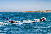 Südlicher Glattwal (Eubalaena australis), erwachsenes Weibchen hebt Kopf und Fluke aus dem Wasser, Argentinien, Südamerika