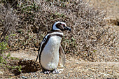 Ausgewachsener Magellanpinguin (Spheniscus magellanicus) an einem Brutplatz auf der Halbinsel Valdez, Patagonien, Argentinien, Südamerika