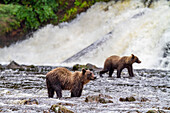 Ausgewachsenes Braunbärenpaar (Ursus arctos) beim Fischen nach rosa Lachs am Pavlof Harbor auf Chichagof Island, Südost-Alaska, Vereinigte Staaten von Amerika, Nordamerika