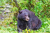 Adult American black bear (Ursus americanus) near Mendenhall Glacier, Southeast Alaska, United States of America, North America