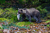 Ausgewachsener Braunbär (Ursus arctos) in der Nähe von Kajakfahrern an der Küste von Pavlof Harbor auf Chichagof Island, Vereinigte Staaten von Amerika, Nordamerika