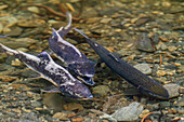 Dead and dying pink salmon (Oncorhynchus gorbuscha) gathering to spawn just outside of Sitka, Southeast Alaska, United States of America, North America