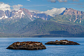 Nördliche Stellersche Seelöwen (Eumetopias jubatus) auf South Marble Island im Glacier Bay National Park, UNESCO-Weltnaturerbe, Alaska, Vereinigte Staaten von Amerika, Nordamerika