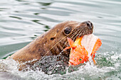 Northern (Steller) sea lion (Eumetopias jubatus) bull feeding on fisherman's scraps near Petersburg, Alaska, United States of America, North America