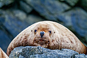 Nördlicher (Steller) Seelöwe (Eumetopias jubatus) im Inian Pass, Südost-Alaska, Pazifischer Ozean, Vereinigte Staaten von Amerika, Nordamerika