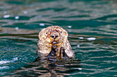 Ausgewachsenes Seeotterweibchen (Enhydra lutris kenyoni) frisst Seeigel, die sie vom Meeresboden aufgesammelt hat, im Inian Pass, Südost-Alaska, Pazifischer Ozean, Vereinigte Staaten von Amerika, Nordamerika