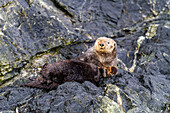 Seltene Sichtung eines ausgewachsenen weiblichen Seeotters (Enhydra lutris kenyoni) an Land im Inian Pass, südöstliches Alaska, Pazifischer Ozean, Vereinigte Staaten von Amerika, Nordamerika