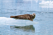 Hafenrobbe (Phoca vitulina) auf dem Eis des South Sawyer Glacier, Südost-Alaska, Vereinigte Staaten von Amerika, Nordamerika