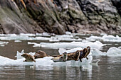 Hafenrobbe (Phoca vitulina) auf dem Eis des Südsawyer-Gletschers, Südost-Alaska, Vereinigte Staaten von Amerika, Nordamerika