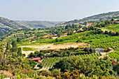 Weinberge um Omodos, Troodos-Gebirge, Zypern, Östliches Mittelmeer, Europa