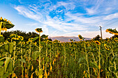 Sunflower fields near Rila, Bulgaria, Europe