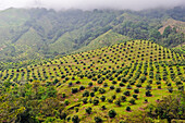 Avocado plantation, Cocora Valley, around Solento, department of Quindio, Colombia, South America