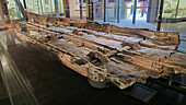 Remains of a Bronze Age boat, Dover Museum, Dover, Kent, England, United Kingdom, Europe