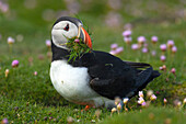 Puffin with beakful of grasses, United Kingdom, Europe