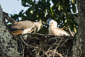 Weiblicher Harpyienadler (Harpia harpyja), füttert sein vier Monate altes Küken, Alta Floresta, Amazonas, Brasilien, Südamerika