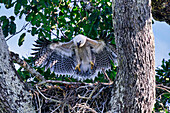 Vier Monate altes Harpyienadler-Küken (Harpia harpyja), testet seine Flügel im Nest, Alta Floresta, Amazonas, Brasilien, Südamerika