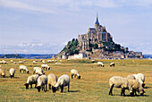 Sheep in tidal marsh at Mont-Saint-Michel bay with Abbey in the background, UNESCO World Heritage Site, Manche department, Normandy region, France, Europe