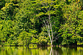 Wald am Ufer des Sandoval-Sees, Tambopata-Nationalreservat, Puerto Maldonado, Madre de Dios, Peru, Südamerika