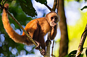 Brown capuchin monkey (Cebus apella) (Sapajus apella) on tree, Tambopata National Reserve, Puerto Maldonado, Tambopata Province, Madre de Dios, Peru, South America