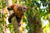 Brauner Kapuzineraffe (Cebus apella) (Sapajus apella) auf Baum, Tambopata National Reserve, Puerto Maldonado, Provinz Tambopata, Madre de Dios, Peru, Südamerika