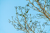 Drei Blaukopfpapageien (Pionus menstruus) sitzen auf einem Baum, Tambopata National Reserve, Puerto Maldonado, Tambopata Provinz, Madre de Dios, Peru, Südamerika