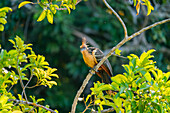 Hoatzin (Ophisthocomus hoazin) sitzt auf einem Ast am Sandoval-See, Tambopata-Nationalreservat, Puerto Maldonado, Madre de Dios, Peru, Südamerika