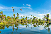 Palmen am Yacumama-See, Puerto Maldonado, Provinz Tambopata, Madre de Dios, Peru, Südamerika