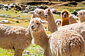 Herd of alpacas, Pitumarca District, Cusco (Cuzco) Region, Peru, South America